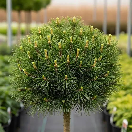 Melnā priede (pinus nigra)